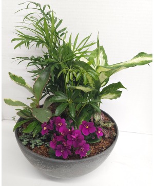 Desktop Dishgarden dishgarden