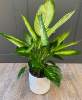 Diefenbachia Variety 