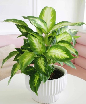 Dieffenbachia 10" Plant