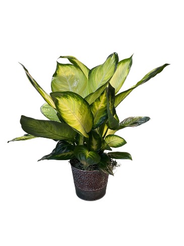 Dieffenbachia   in Jacksboro, TX | AMBROSE FLORAL DESIGNS