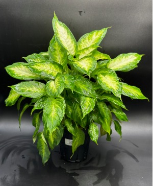 Dieffenbachia Designers Choice 
