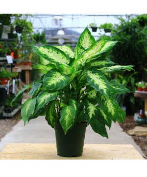 Dieffenbachia Plant