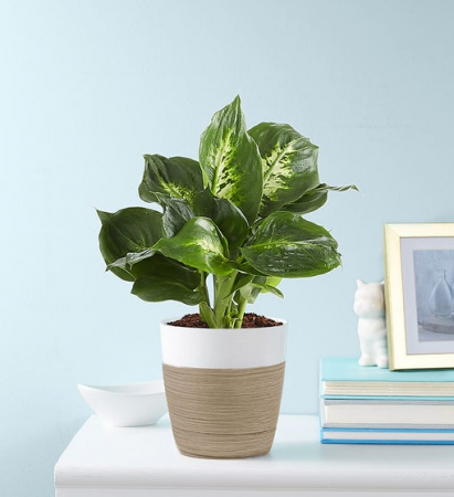 Dieffenbachia Plant (Dumb Cane) in Apex, NC - RTP Fresh Flowers