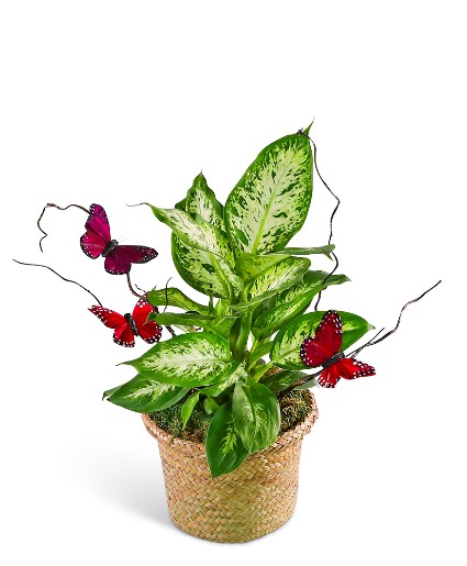 Dieffenbachia Plant with Spring Accents Plant