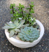 Rock Rose Garden Succulent Planter