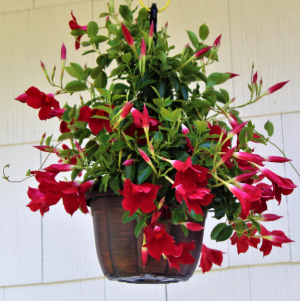 Dipladenia 10" Hanging Basket Florida Tropical Plant
