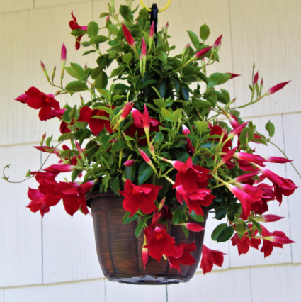 Dipladenia 10" Hanging Basket Florida Tropical Plant