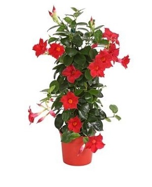 Mandevillas Outdoor Blooming Plant