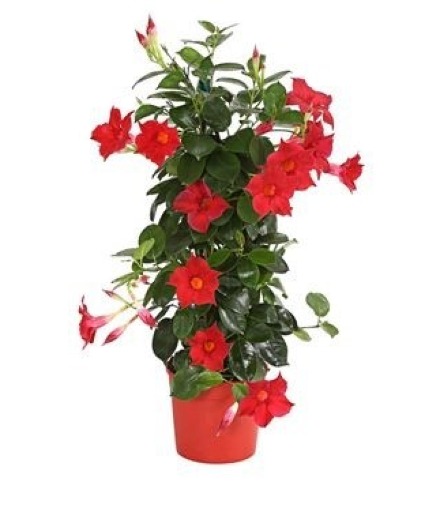 Mandevillas Outdoor Blooming Plant