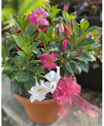 Dipladenia Trio Planted in 12" Deco Pot 
