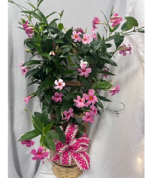 Dipladenia/ various colors blooming plant