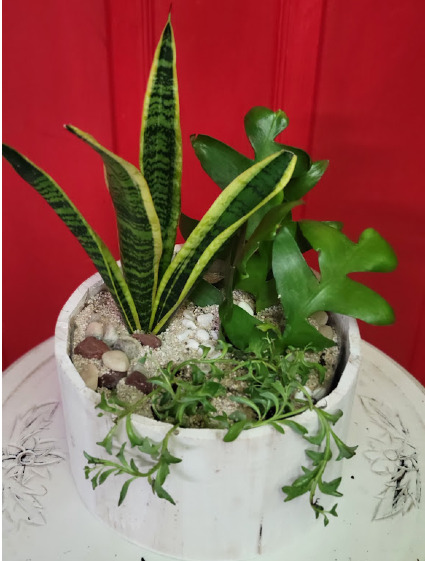 Dish Garden 002 House Plant