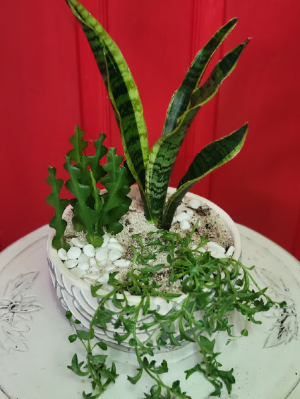 Dish Garden 003 House Plant