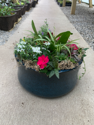 Dish Garden 