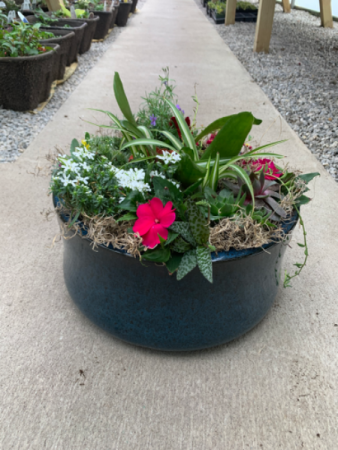 Dish Garden 