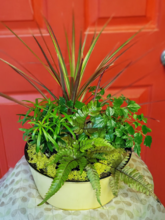 Dish Garden 