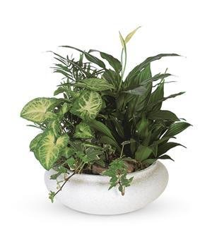 Large Dish Garden Ceramic Container