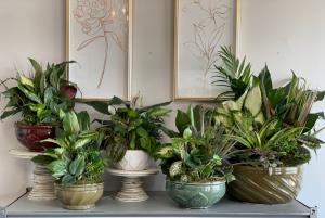 Dish Garden 