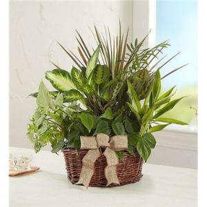 Dish Garden 