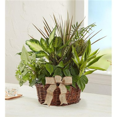 Dish Garden 