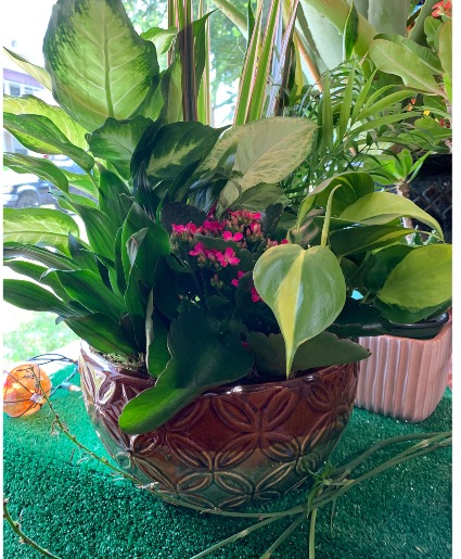 Dish Garden 