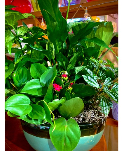 Dish Garden 