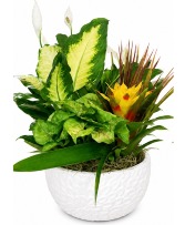 Dish Garden - Medium  Double "R" Exclusive 