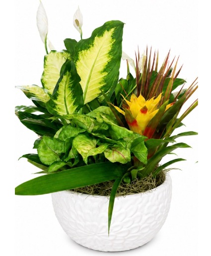 Dish Garden - Medium  Double "R" Exclusive 