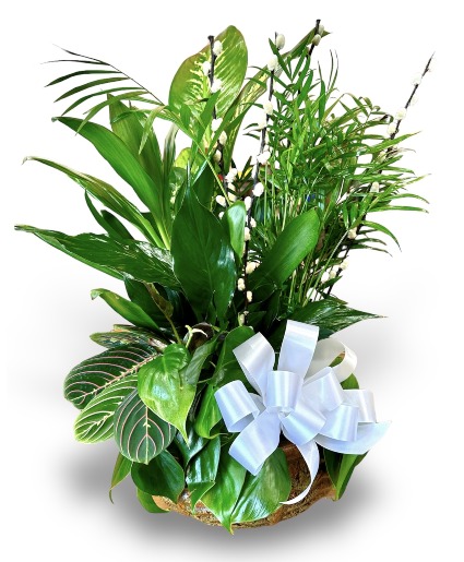 Evergreen Dish Garden 