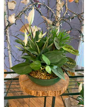 Dish Garden 