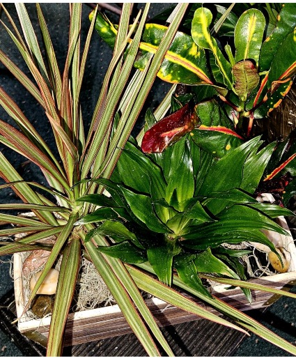 Dish Garden 