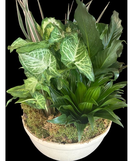 Dish Garden 