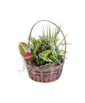 Dish Garden 