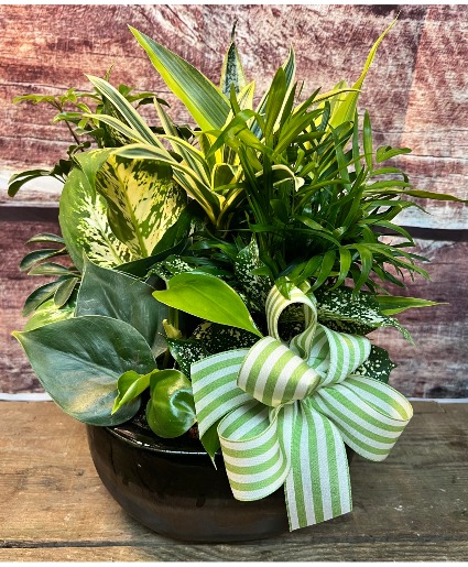Dish Garden 8" 