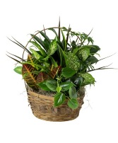 Dish Garden 8" plant