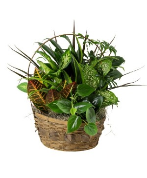 Dish Garden 8" plant