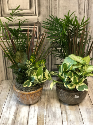Dish Garden Assorted Easy Care Plants