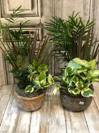 Dish Garden Assorted Easy Care Plants