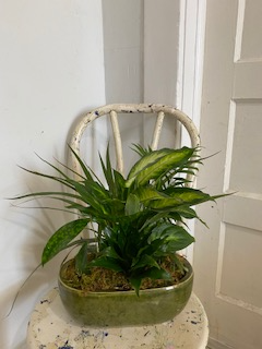 Dish Garden  Assorted plants