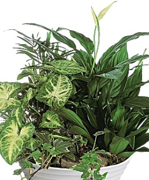 Dish Garden Assortment of Plants