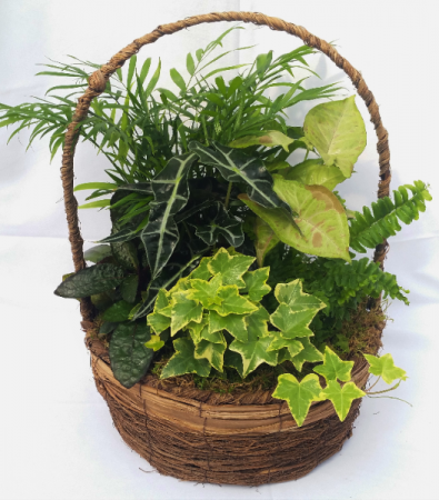 Dish Garden Basket