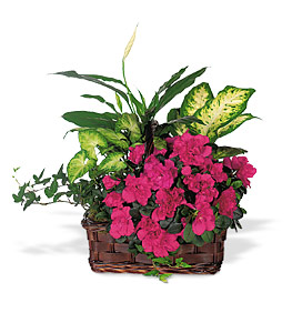 GARDEN BASKET  AZALEIAS,SPATHM,IVY