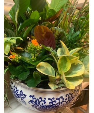 Ceramic Dish Garden Flowering Houseplants in Bristol, VT | Scentsations Flowers & Gifts