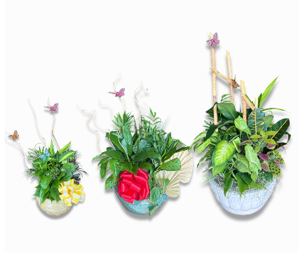 Dish Garden - Designer Choice 
