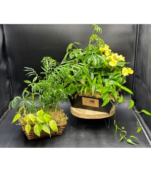 Dish Garden  Designers Choice 