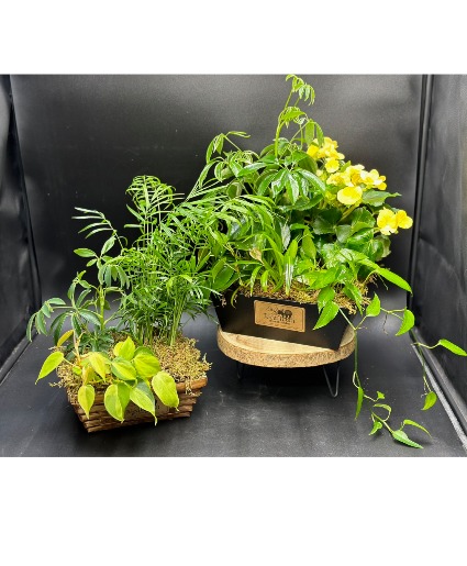 Dish Garden  Designers Choice 