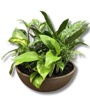 Dish Garden Designer's Choice