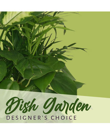 Dish Garden Designer's Choice in Vernal, UT | Alayna's Arrangements