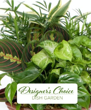 DISH GARDEN DESIGNER'S CHOICE LARGE PLANTS