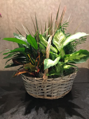 Dish Garden Dish Garden In A Basket